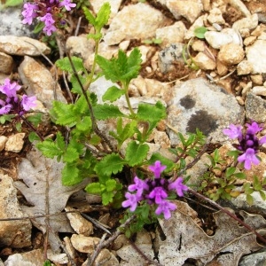 Photographie n°259769 du taxon Thymus pulegioides subsp. chamaedrys (Fr.) Litard. [1928]