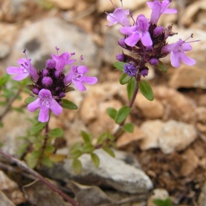 Photographie n°259770 du taxon Thymus pulegioides subsp. chamaedrys (Fr.) Litard. [1928]