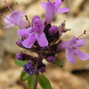 Thymus serpyllum proles chamaedrys (Fr.) Rouy (Serpolet petit-chêne)