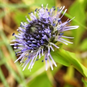 Photographie n°259778 du taxon Globularia vulgaris L. [1753]