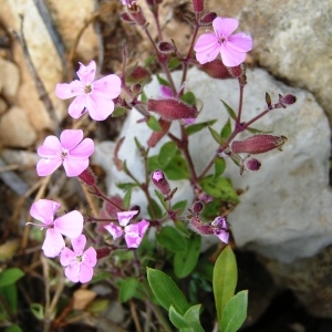 Photographie n°259781 du taxon Saponaria ocymoides subsp. ocymoides