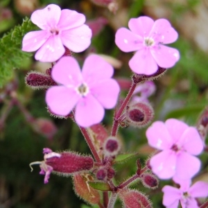 Saponaria ocymoides L. subsp. ocymoides (Saponaire de Montpellier)