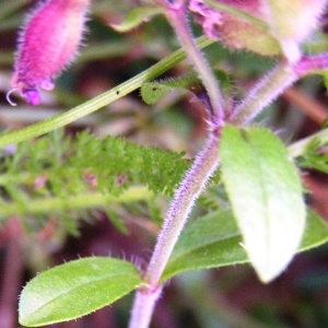Photographie n°259783 du taxon Saponaria ocymoides subsp. ocymoides