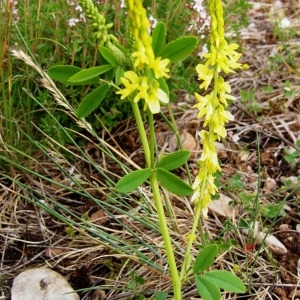 Photographie n°259785 du taxon Melilotus officinalis (L.) Lam. [1779]