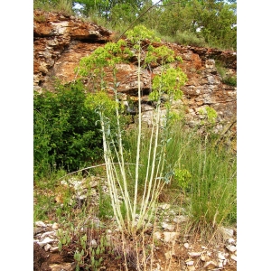 Isatis tinctoria L. var. tinctoria (Pastel des teinturiers)