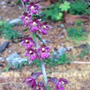 Photographie n°259800 du taxon Epipactis atrorubens (Hoffm.) Besser [1809]