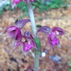 Photographie n°259803 du taxon Epipactis atrorubens (Hoffm.) Besser [1809]