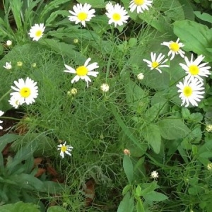 Photographie n°259861 du taxon Tripleurospermum inodorum (L.) Sch.Bip. [1844]