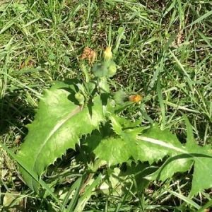 Photographie n°259867 du taxon Sonchus oleraceus L. [1753]