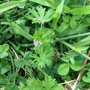 Photographie n°259873 du taxon Geranium molle L. [1753]