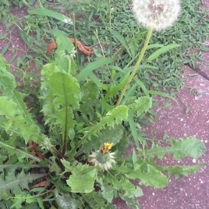 Photographie n°259880 du taxon Taraxacum officinale F.H.Wigg. [1780]