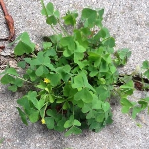 Photographie n°259889 du taxon Oxalis fontana Bunge [1835]