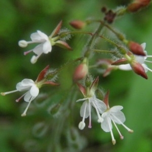 Photographie n°259974 du taxon Circaea lutetiana L. [1753]