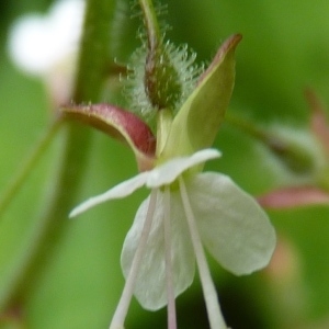 Photographie n°259975 du taxon Circaea lutetiana L. [1753]