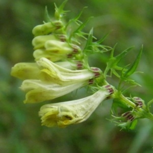  - Melampyrum pratense L. [1753]