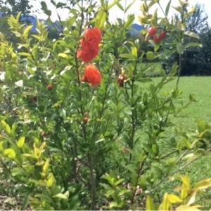 Photographie n°260004 du taxon Punica granatum L. [1753]