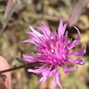  - Centaurea paniculata L. [1753]