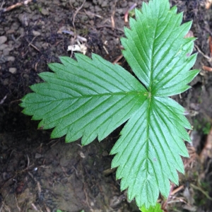 Daniel BARTHÉLÉMY, le 16 août 2014 (Malleval-en-Vercors)