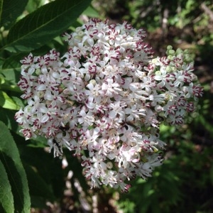 Photographie n°260048 du taxon Sambucus racemosa L. [1753]