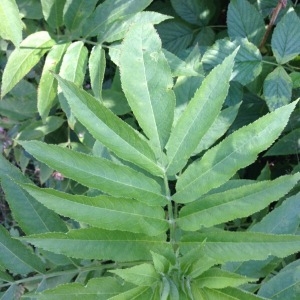 Photographie n°260060 du taxon Sambucus racemosa L. [1753]