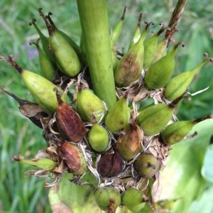 Photographie n°260097 du taxon Gentiana lutea L.