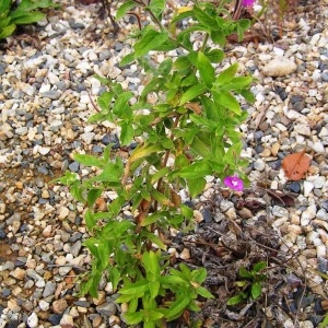 Photographie n°260105 du taxon Epilobium hirsutum L. [1753]