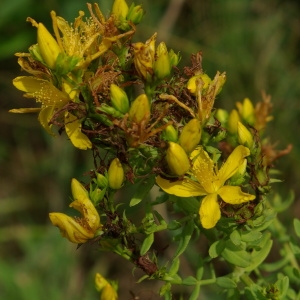 Photographie n°260122 du taxon Hypericum perforatum L. [1753]