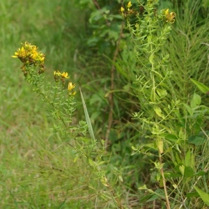 Photographie n°260123 du taxon Hypericum perforatum L. [1753]