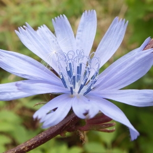 Photographie n°260142 du taxon Cichorium intybus L. [1753]