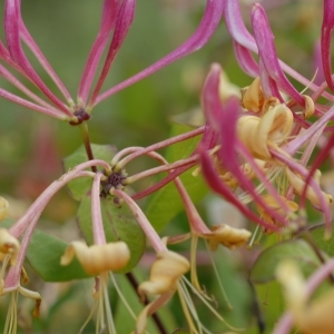 Photographie n°260156 du taxon Lonicera caprifolium L. [1753]