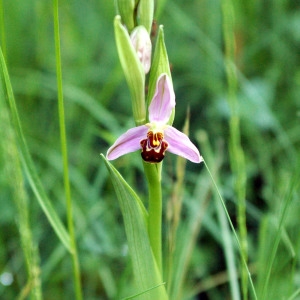 Photographie n°260184 du taxon Ophrys apifera Huds. [1762]