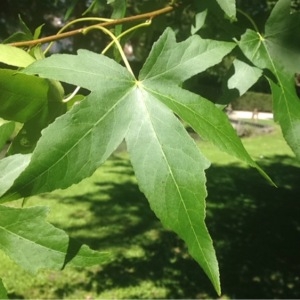  - Liquidambar styraciflua L. [1753]