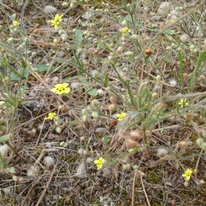 Photographie n°260216 du taxon Tuberaria guttata (L.) Fourr. [1868]