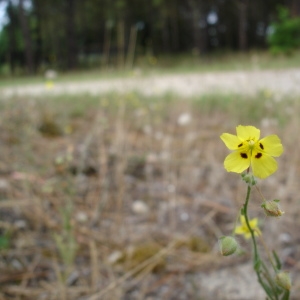 Photographie n°260217 du taxon Tuberaria guttata (L.) Fourr. [1868]