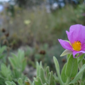 Photographie n°260242 du taxon Cistus albidus L. [1753]