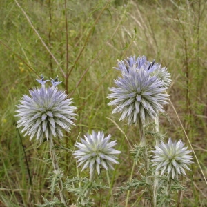 Photographie n°260246 du taxon Echinops ritro L. [1753]