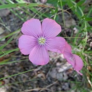 Photographie n°260259 du taxon Linum viscosum L. [1762]