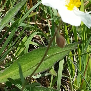 Photographie n°260264 du taxon Helianthemum apenninum (L.) Mill. [1768]