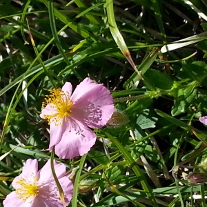 Photographie n°260267 du taxon Helianthemum pyrenaicum Janch. [1909]