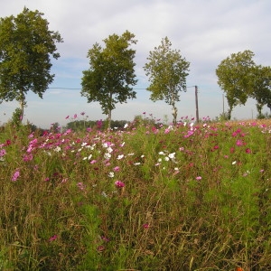 Photographie n°260274 du taxon Cosmos bipinnatus Cav. [1791]