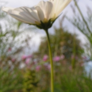 Photographie n°260277 du taxon Cosmos bipinnatus Cav. [1791]