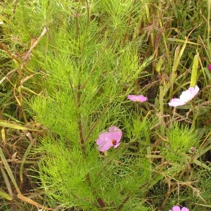 Photographie n°260279 du taxon Cosmos bipinnatus Cav. [1791]