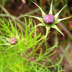 Photographie n°260281 du taxon Cosmos bipinnatus Cav. [1791]