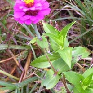 Photographie n°260287 du taxon Zinnia elegans Jacq. [1792]