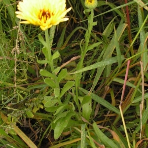 Photographie n°260305 du taxon Calendula officinalis L. [1753]