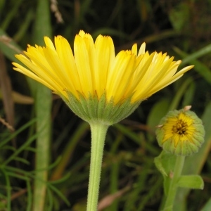 Photographie n°260307 du taxon Calendula officinalis L. [1753]