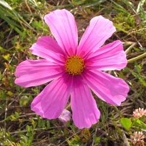 Photographie n°260309 du taxon Cosmos bipinnatus Cav. [1791]
