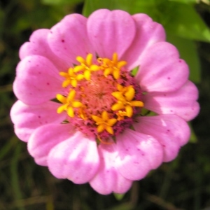 Photographie n°260312 du taxon Zinnia elegans Jacq. [1792]