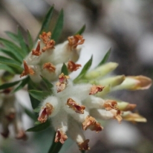 Photographie n°260319 du taxon Anthyllis vulneraria L. [1753]