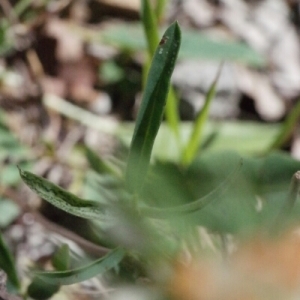 Photographie n°260321 du taxon Anthyllis vulneraria L. [1753]